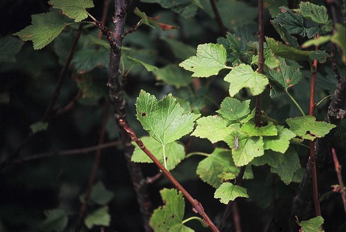 Ribes petraeum